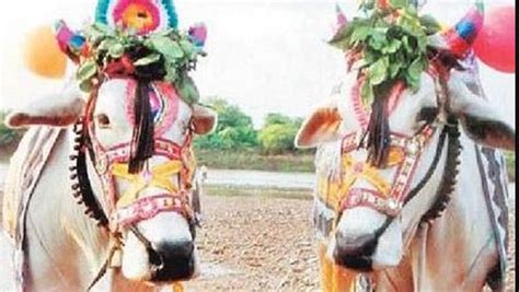 కనుమ అంటే ఏమిటి పశువుల పండగ అని ఎందుకు పిలుస్తారు Sankranti 2021