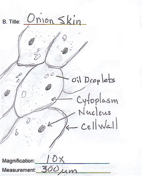 Onion Skin Cell Drawing