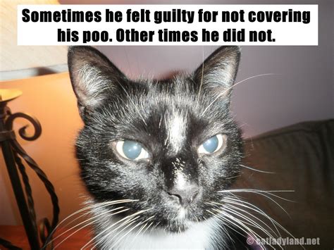 We did not find results for: Funny Image Collection: LOLCats - Funny & Cute Cat ...