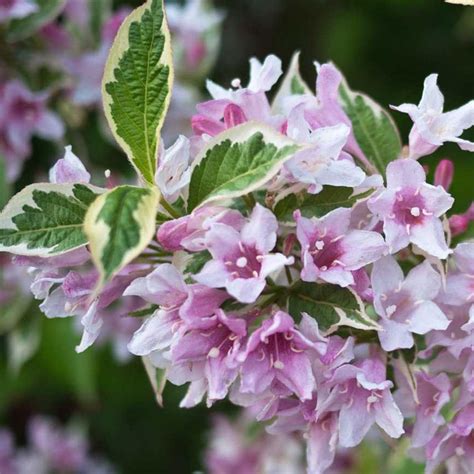 Weigela Weigela Florida Variegata Hedging Plant