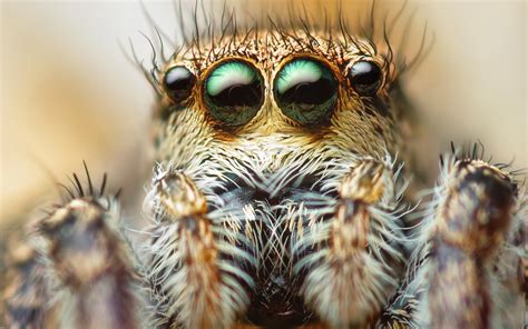 Maybe you would like to learn more about one of these? Scary Spider Wallpaper (65+ images)