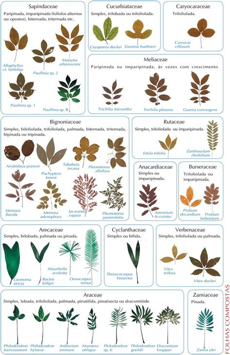 Plant Identification By Leaf Chart Plant Identification Tree
