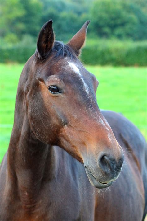 We did not find results for: Cassandra: Pferd, Pedigree - rimondo