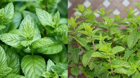 C Mo Diferenciar La Hierbabuena De La Menta Pon Atenci N A Estas Caracter Sticas Gastrolab