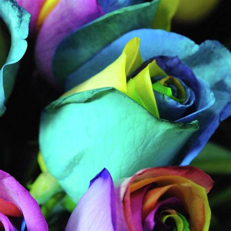 Rainbow Roses 10 Photograph By Cindy Boyd Pixels