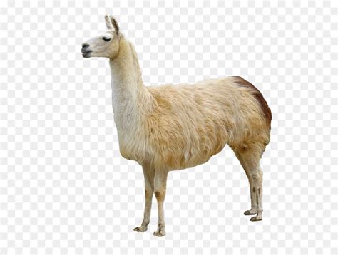 Appelé, Animal, La Domestication PNG - Appelé, Animal, La Domestication
