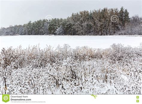 Winter Meadow In Forest Stock Image Image Of Cloudy 82346719