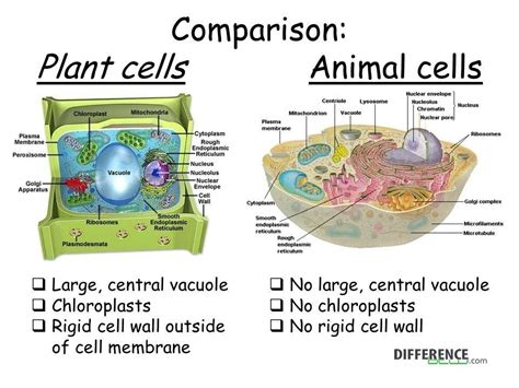 Plant Vs Animal Cells Diagram Quizlet