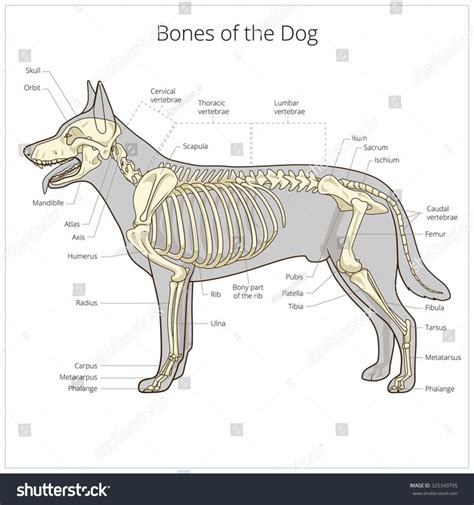 Pin De Saul Castillo En Wolf And Dog Anatomy References Esqueleto