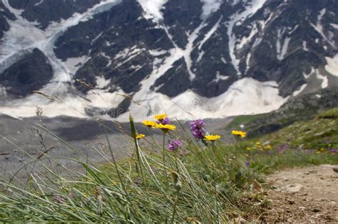 Natural Rock Background With Alpine Flowers Of The Elbrus Region Stock