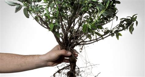 How To Kill A Tree Without Chemicals - How Far Do Mulberry Tree Roots Go