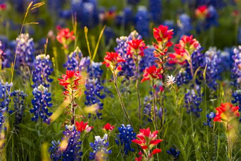 Maybe you would like to learn more about one of these? texas-flowers - BRIANNAS Salad Dressings