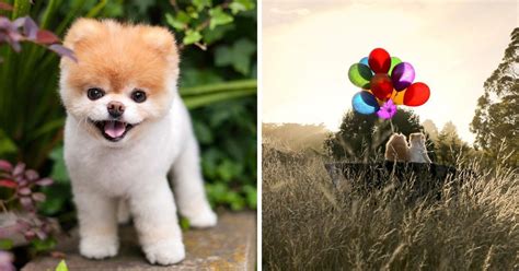 Boo The Pomeranian Known As The Worlds Cutest Dog Passed Away Aged 12