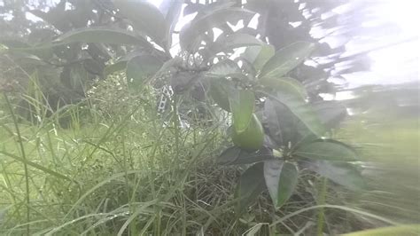 When the sprout gets about 6 inches tall, cut it back to about 3 inches to encourage more root growth. Avocado tree! | CENTRAL FL ZONE 9B PERMACULTURE - YouTube