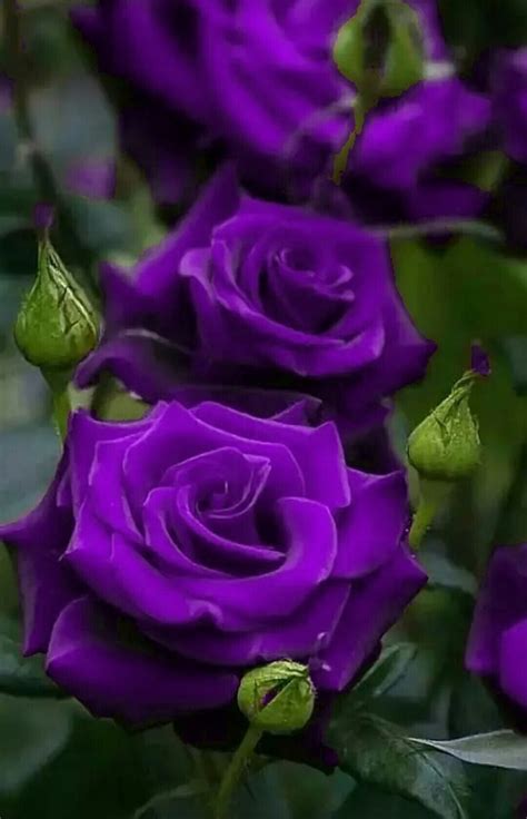 Deep Purple Roses In 2020 Beautiful Rose Flowers Purple Roses