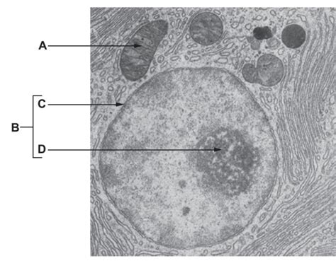 Electron Micrograph Of An Eukaryotic Cell Diagram Quizlet