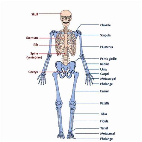 Explain the Difference Between Axial and Appendicular Muscles