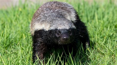 11 Interesting Facts About The Honey Badger Which Entered Through The