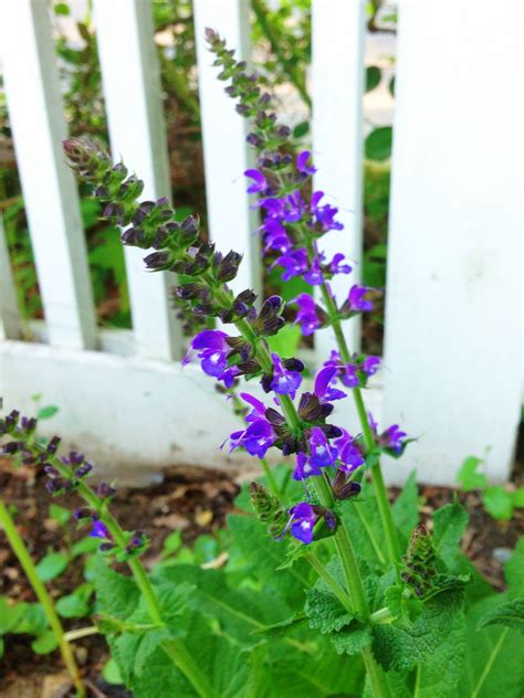 Click anywhere to close this view area. May Night Salvia | May night salvia, Spring flowers, Salvia