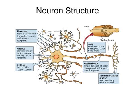 Diagram Of A Neuron And Functions Slide Share
