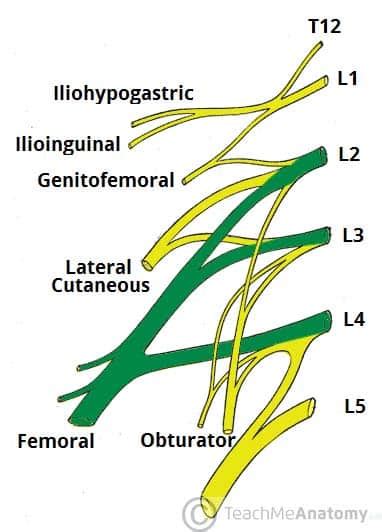 The Lumbar Plexus Spinal Nerves Branches Teachmeanatomy