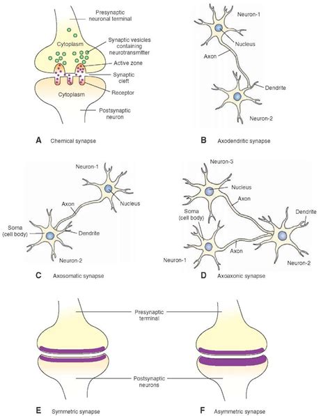 Synaptic Transmission The Neuron Part 1