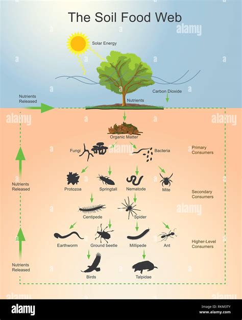 The Soil Food Web Is The Community Of Organisms Living All Or Part Of