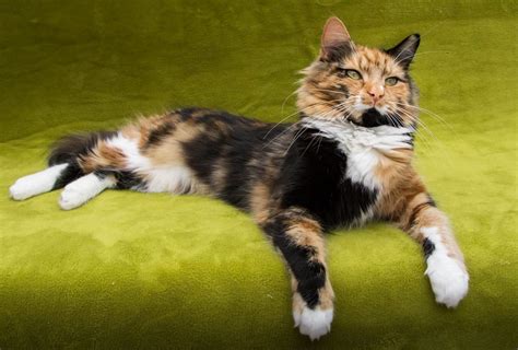 9 Types Of Calico Cats With Photos Cat World