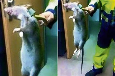 Super Sized Rat Found On Uk Farm In Huge Infestation Of Rodents That