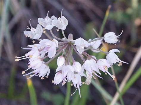 Both wild garlic and wild onion are edible and can be used just like cultivated versions. Wild Onion | Wild onions, Zion national park, National parks