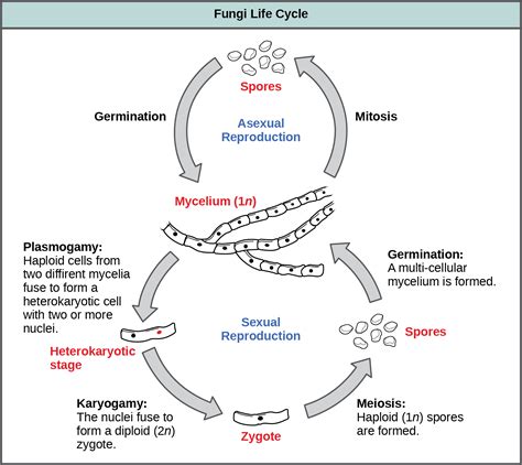 Fungi Life Cycle Explained Nedra Blaine