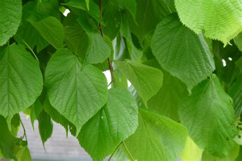 Tilia Cordata Winterlinde Kleinbladige Linde De Tuinen Van Appeltern