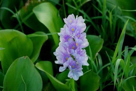 How To Grow Water Hyacinth Flowers Water Garden Advice