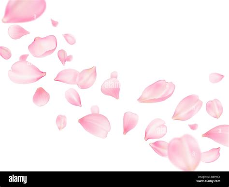 Flying Sakura Petals Background Rose Flower Or Cherry Blossom Pink