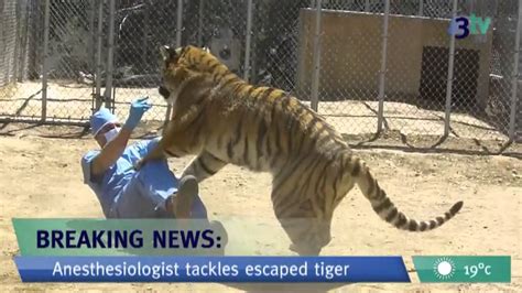 Anesthesiologist Tackles Escaped Tiger Youtube