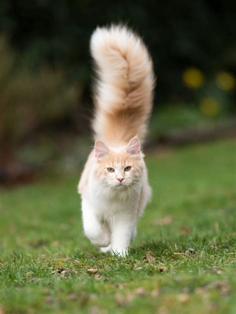 5 Adorable Cats With Fluffy Tails That Cuddly Cat