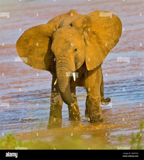 Baby Elephant Water Hi Res Stock Photography And Images Alamy