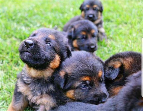 The german shepherd compared to other breeds. German Shepherd Puppies For Sale | Minneapolis, MN #251163