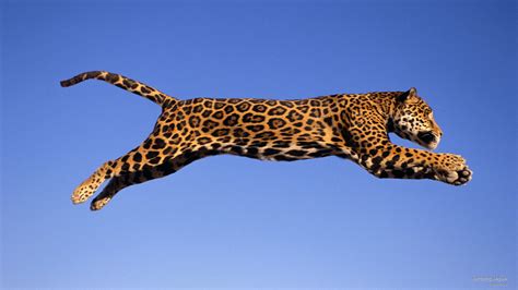 Jumping Jaguar Jaguar Animal Jaguar Leopard Drawing