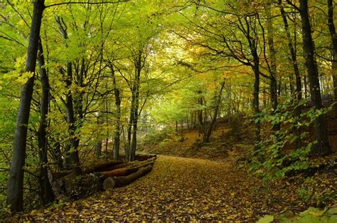 Beautiful Autumn Forest Path Free Image Download