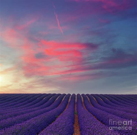 Beautiful Colors Purple Lavender Fields At Sunset Near Valensole