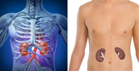 Are The Kidneys Located Inside Of The Rib Cage Kidney Pain 10 Causes