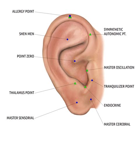 Auricular Point Liberal Dictionary Ear Reflexology Acupressure Massage Acupuncture Points