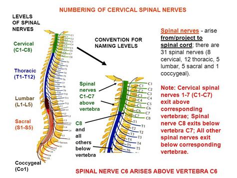 Thoracic Nerve Roots Anatomy