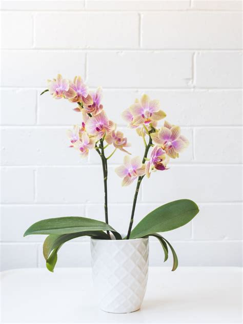 Maybe you would like to learn more about one of these? Indoor Orchid Care - How Do I Take Care Of An Orchid Flower?