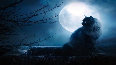 🥇 Night Cats Moon Wallpaper 39978