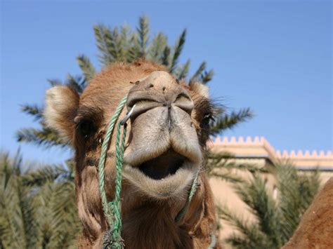 You strain out a gnat, yet gulp down a camel! août 2012 - AwesomeTrip