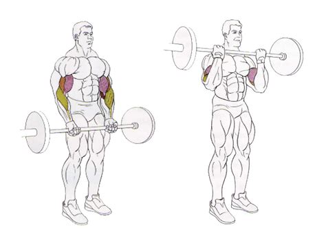Maybe you would like to learn more about one of these? Bodybuilder Workouts To Build The Biceps And Triceps ...