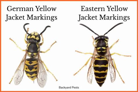 9 Ways To Tell A Ground Bee From A Yellow Jacket Wasp With Pictures