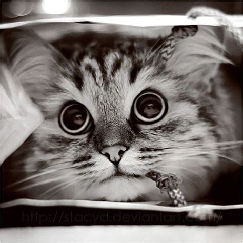 But, what i love more than watching hilarious cat videos, is looking through a collection of insanely adorable kittens. Adorable kittens - Cats Photo (18082589) - Fanpop